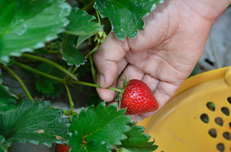 Fresh strawberries in female hands. Handpicked fresh strawberries from strawberry farm.の写真素材