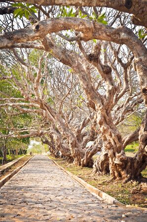 Walkway under plumeria tree. Toned worm effect, Si Chang island, Thailand