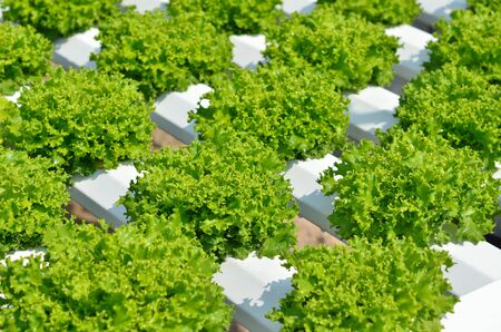 The head of green lettuce in farmの写真素材