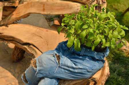 Fresh herb in jeans pot with worm lightの写真素材