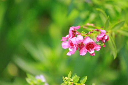 Pink Flowerの写真素材