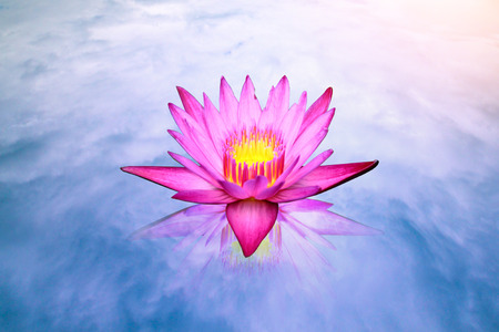 Lotus flower on water under blue skyの写真素材