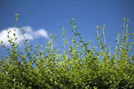 Top branches and sky