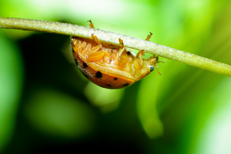 Ladybug on a green branch with nature green background.の写真素材