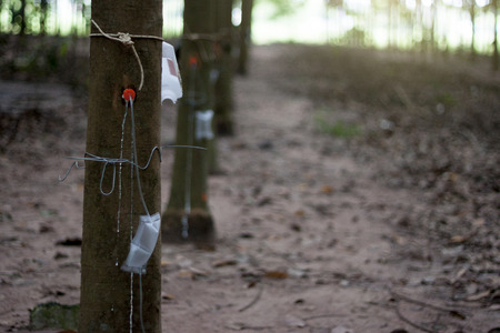 Rubber injection technology in tree rubber plant with tool of use Ethylene hormone.in Thailand.の写真素材