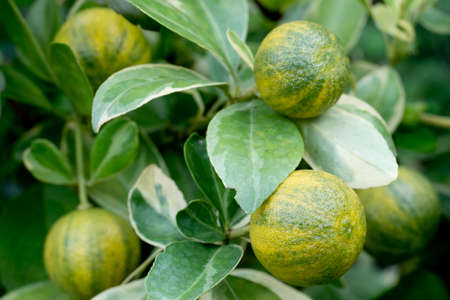Cluse up on  the skin front of Kumquat fruit on the tree. It is one kind of orange that is smaller...