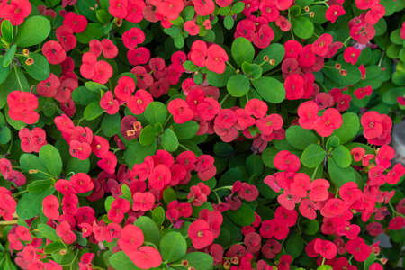 Above view of red color of Poi Sian flower or Crown of thorns plant. decorated with green leaves.