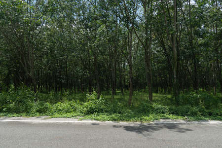 Horizontal view of Asphalt road in Thailand. Front ground of green grass. Agricultural area of rubber trees. Under the blue sky.の写真素材
