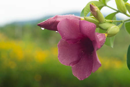 Allamanda blanchetii flower purple color on the tree. Soaked from the raindrops that flow through. Blurred background of garden yellow flower outdoor.の写真素材