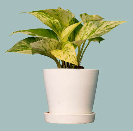 Spotted betel tree or Epipremnum aureum. Arranged and decorated in small white pots and plates. Isoalted soft blue and green pastel for background and texturedの写真素材