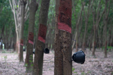 Rubber tree with Plastic pot held up. Latex where there is no flow. With many rubber trees in plantation.の写真素材