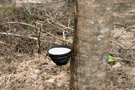 Latex of rubber tree in the pot flowing down along the drill line according to the iron inserted.の写真素材