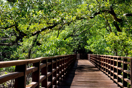 Red wooden bridge walkway leading straight out of the mangrove forest. Leaves and branches cover dense shade. At Phra Chedi Klang Nam, Pak Nam, Rayong, Thailand.の写真素材