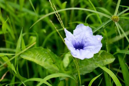 Flowser purple color of Ruellia tuberosa flower or Thailand name of Toi Ting flower. Background of fresh green grass plants.の写真素材