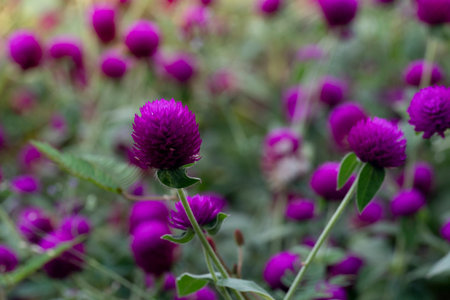 Abstract nature of Globe Amaranth or Bachelor Button purple flowers. Beautiful when planted in groups.の写真素材