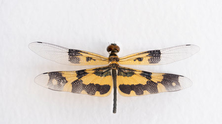 Yellow winged dragonfly perched on white cement wall.の写真素材