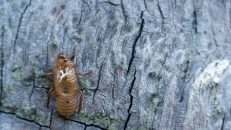 Cicada stains brown color. Stains left on the surface of coconut trees.の写真素材