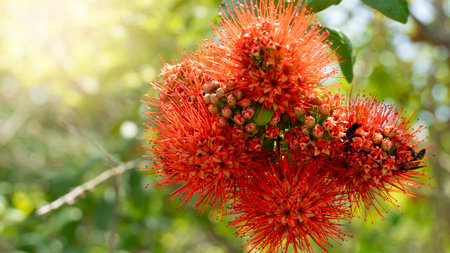 Flower red color of Bush Willow on the tree. blurred of green leaves with sunlight.の写真素材
