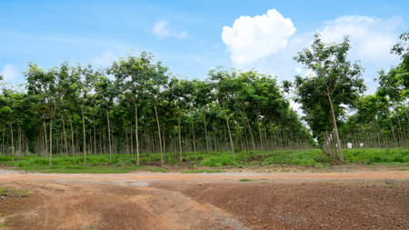 Horizontal view of soil road in Thailand. grass covering the ground area. Full of rubber plantations lined up in rows. Under blue sky and white clouds.の写真素材