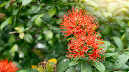 Nature flower in garden of Bush Willow. Floser red color bloom shaped like a rambutan.