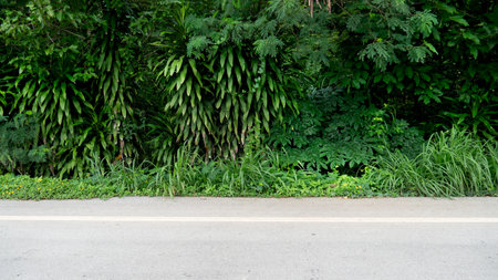 Horizontal view of asphalt road in Thailand. Background is grass and trees that grow thickly.の写真素材