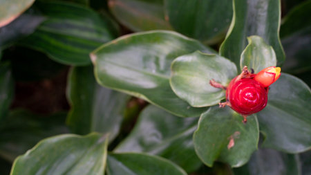 Red flower of Costus speciosus or Indian Head Ginger. Above view  flower on the trees in the garden.の写真素材