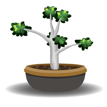 Vector or illustration of  tree in pot with shadow. Tree Ficus annulata. Isolated white background.のイラスト素材