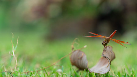 Dragonfly sits on a dry leaf. à¸ºBody has an orange-brown tone. Green blurry lawn in the...