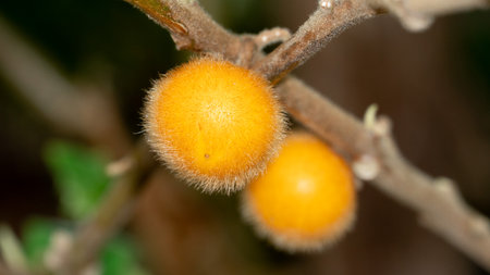 Yellow fruit of Solanum ferox or Solanum stramonifolium and name of Hairy-fruited eggplant. Fruit hanging on branches. Fruit is spherical and has soft hairs covering the entire areの写真素材