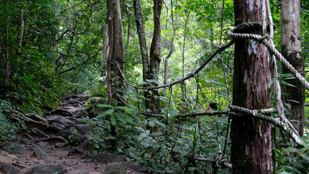 Forest area with trees and ropes tied for marking trails and preventing falls by the roadside....