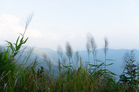 The foreground is covered with grass. Landscape view of mountain ranges lined up background. Under fog covers the sky. At Phu Langka Phayao Province of Thailand.の写真素材