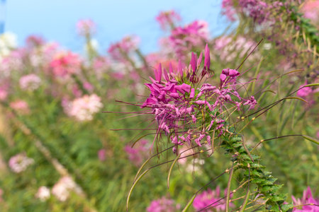 agriculture, autumn, background, backgrounds, beautiful, beauty, bloom, blooming, blooms, blossom, botanical, botany, bright, close up, closeup, color, colorful, environment, floraの写真素材