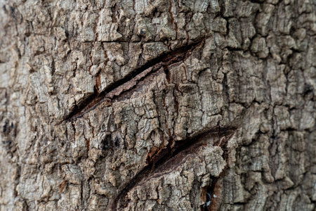 Close up of the bark of a tree. Traces of split wounds in the wood. Wood texture background.