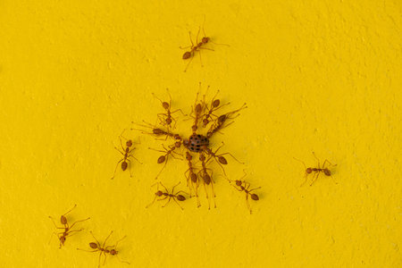 Group of Ants on yellow wall. Teamwork concept of red ants working together as a group. Dead ladybugs are moved by ants.の写真素材