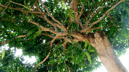 Low angle view of the tree trunk and branch structure with leaves visible against a clear sky. Thick...