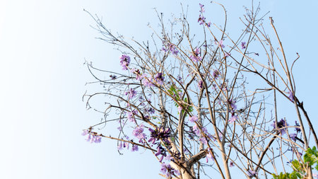 Jacaranda obtusifolia purple flowers grow in clusters at the tips of the branches. background...