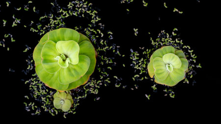 Water lettuce aquatic plant floating on dark water. Plant has layer round leaves and is surrounded by small scattered plant fragments.の写真素材