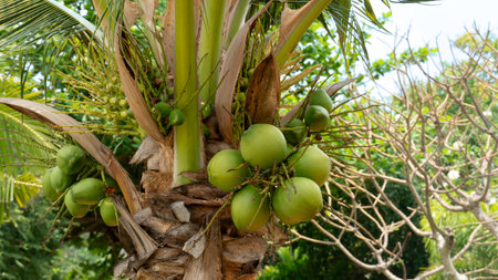 Green and raw coconut fruit on the tree in garden. Background of garden trees.
