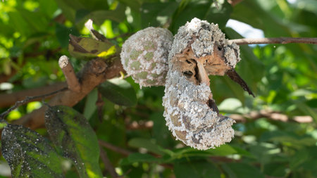 Custard apple fruit hanging on the branch of tree. Torn and damaged fruit. Aphids are feeding on the...