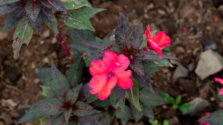 Above view of New Guinea Impatiens red color. small herbaceous plant with purple leaves. The background is a rich soil.の写真素材