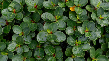 Close up center of Pilea Peperomioides leaves. Background and textured of green leaves with drop of water.の写真素材
