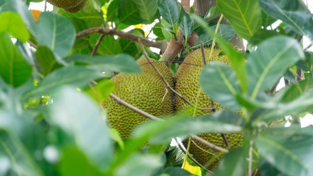Bright green jackfruit hidden and hanging from a branch in the middle of the tree. fruit has a sweet...