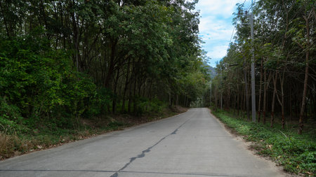 Landscape view transport of concrete road. Two side of road with rubber forest agriculture. with electric pole. under blue sky.の写真素材