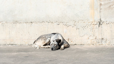 Thailand dog white and dot black color sleeping outdoor. Surface and background of cement.の写真素材