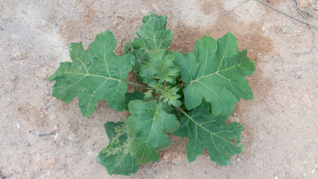 Top view of Young Eggplant Plant on the ground. Solitary tree growing on dry, exposed laterite...
