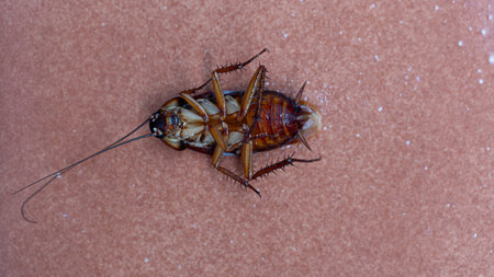 An adult cockroach lying on its back to play dead. Incredibly clever behavior of cockroaches. On a...