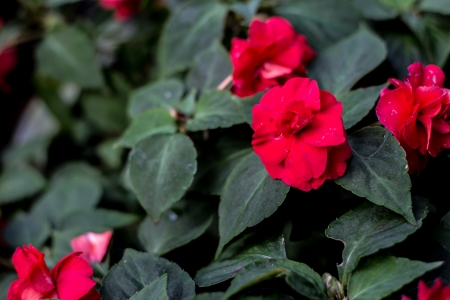 Beautiful Roses の写真素材