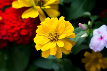 marigold flower の写真素材