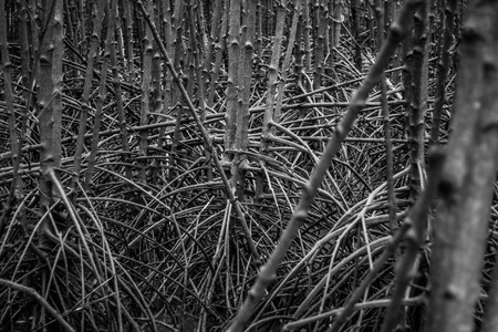 mangrove forestの写真素材
