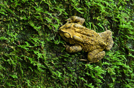 toad sitting on moss の写真素材